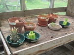 Our campers's kitchen scrap garden is coming along well. 